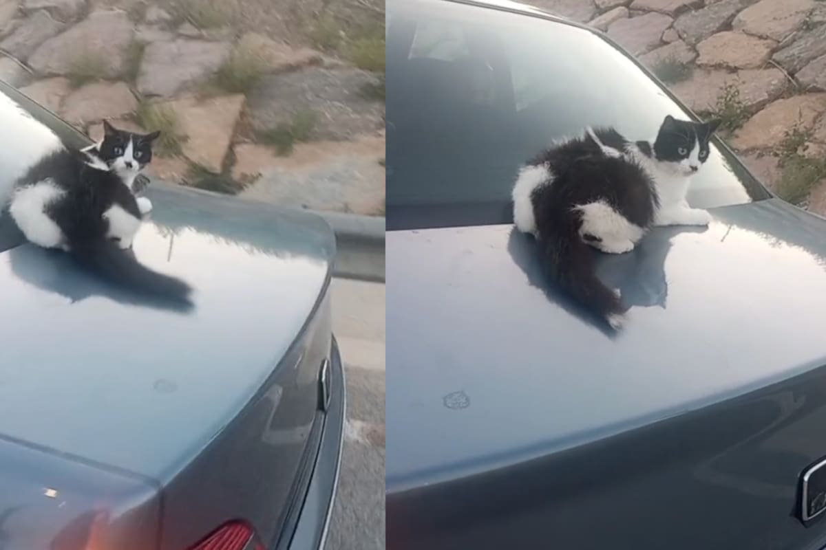 Mujer tuvo que detenerse en plena calle al darse cuenta de algo: ¡su gata estaba encima de la cajuela!