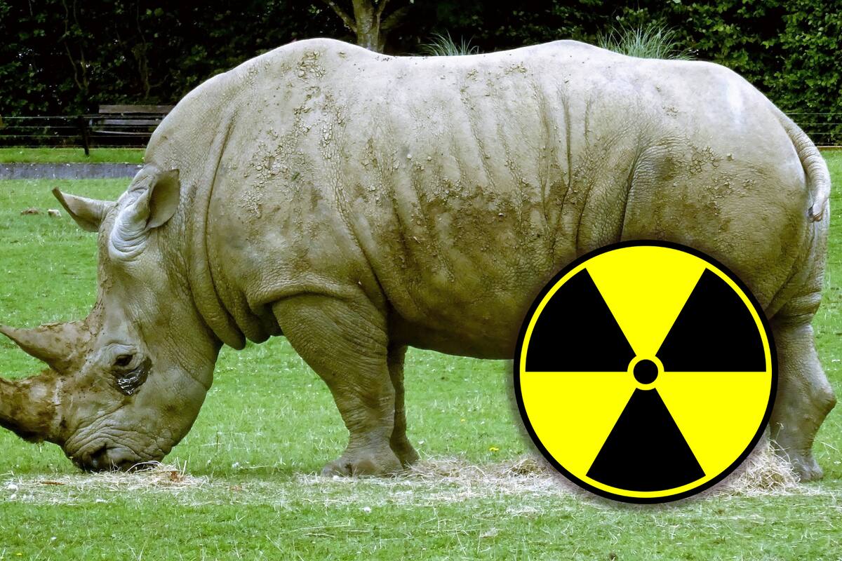 Científicos en Sudáfrica hacen radiactivos los cuernos de rinoceronte para combatir la caza furtiva
