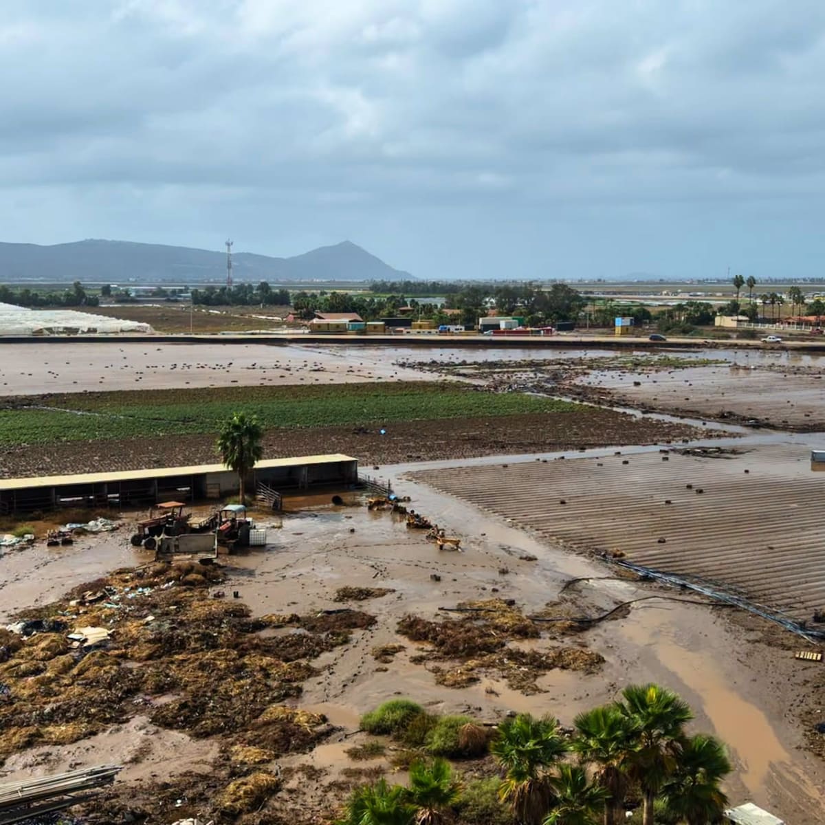 Las lluvias de la tormenta Rachel destruyeron cultivos de verduras gourmet en el Rancho Magaña, en Maneadero, Ensenada, y dejaron pérdidas superiores a 50 mil dólares, según el productor Daniel Magaña. Foto: Cortesía