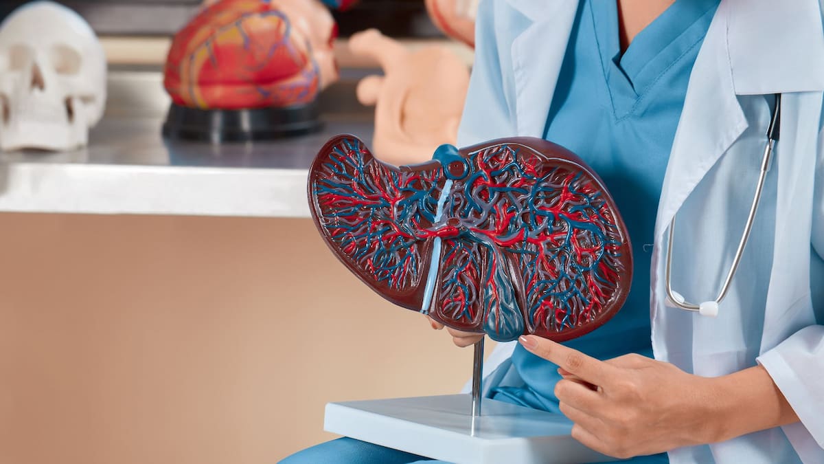 Los alimentos que ayudan a proteger y mantener sano el hígado | Foto: Especial (canva)