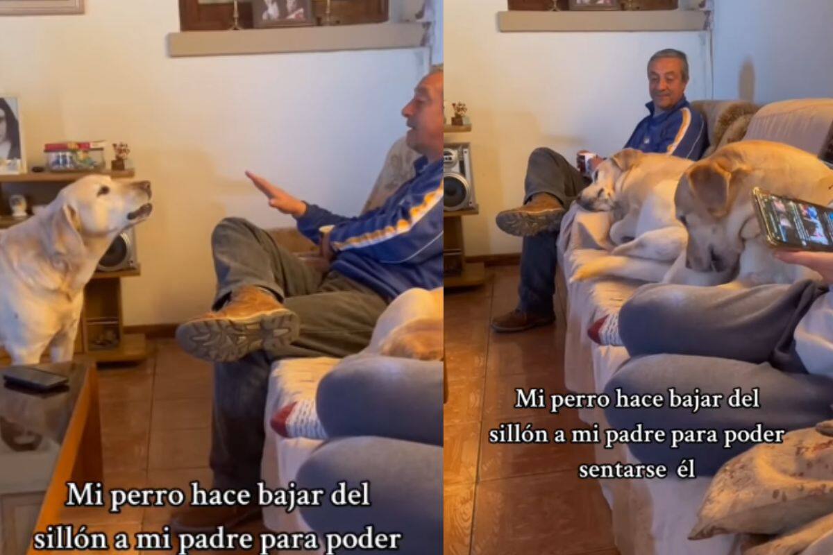 Perro levanta a hombre a base de ladridos para sentarse en sillón