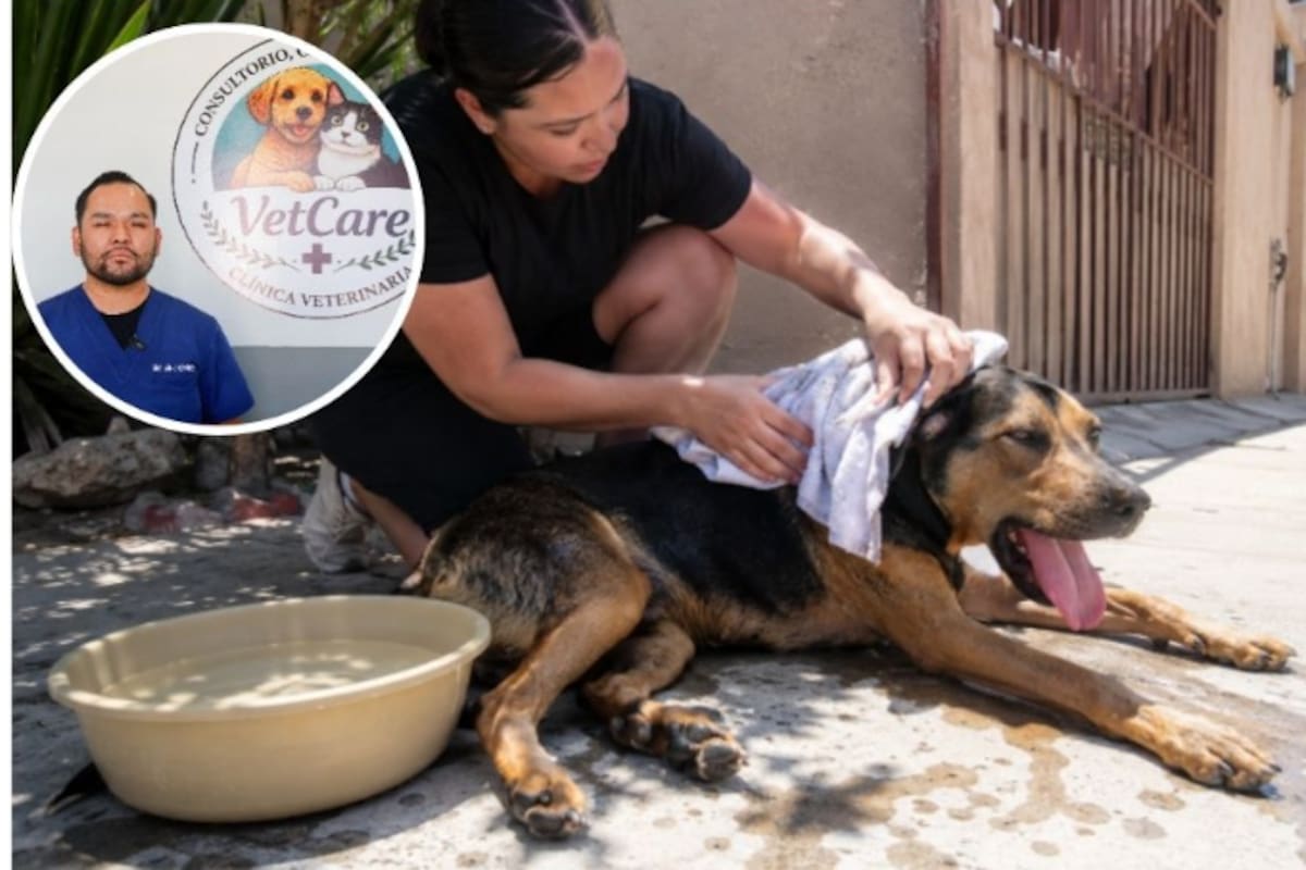 ¿Qué hacer si tu perro sufre un golpe de calor? Veterinario explica cómo actuar en una emergencia