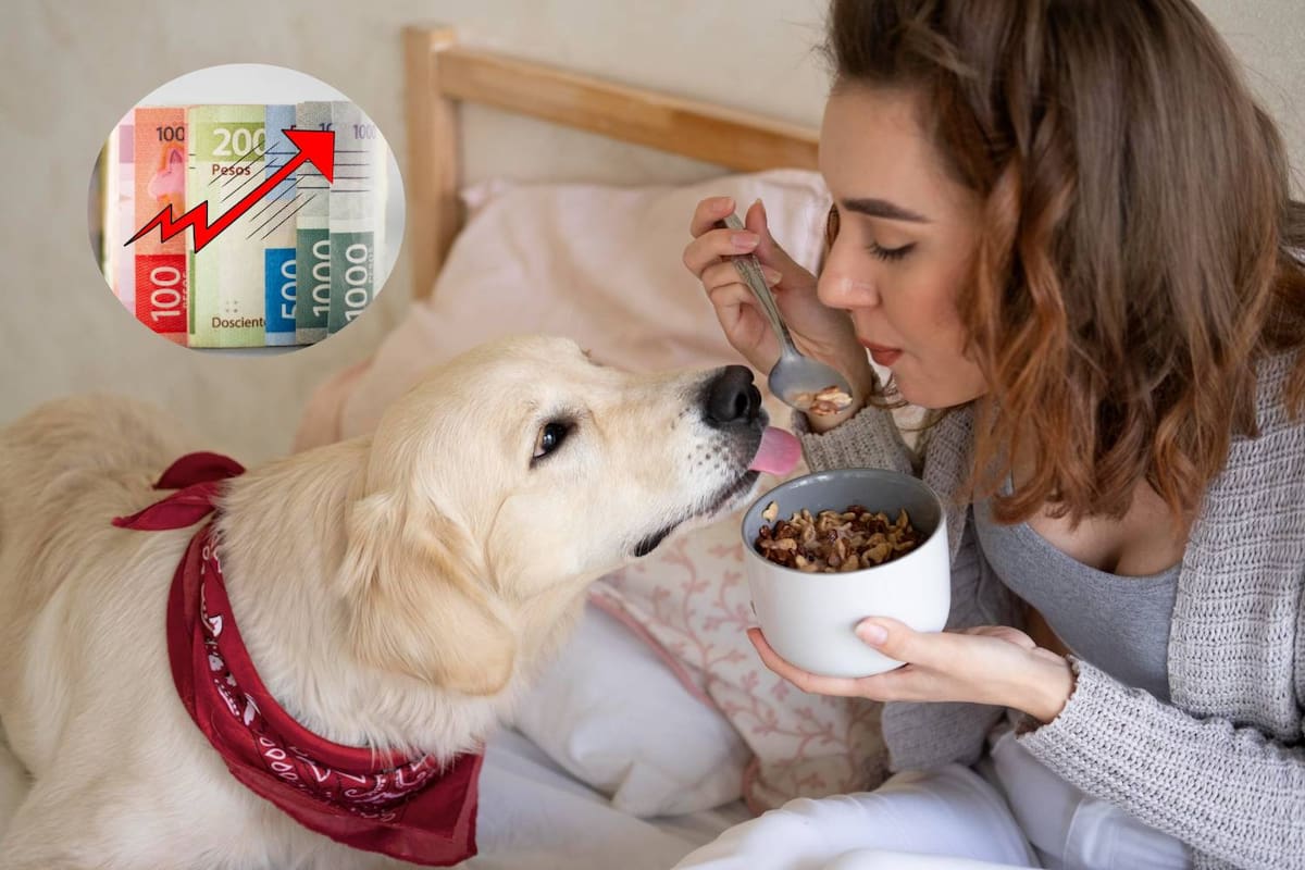 De sobras a croquetas: El gasto en comida para mascotas crece en México y hogares destinan hasta 462 pesos mensuales