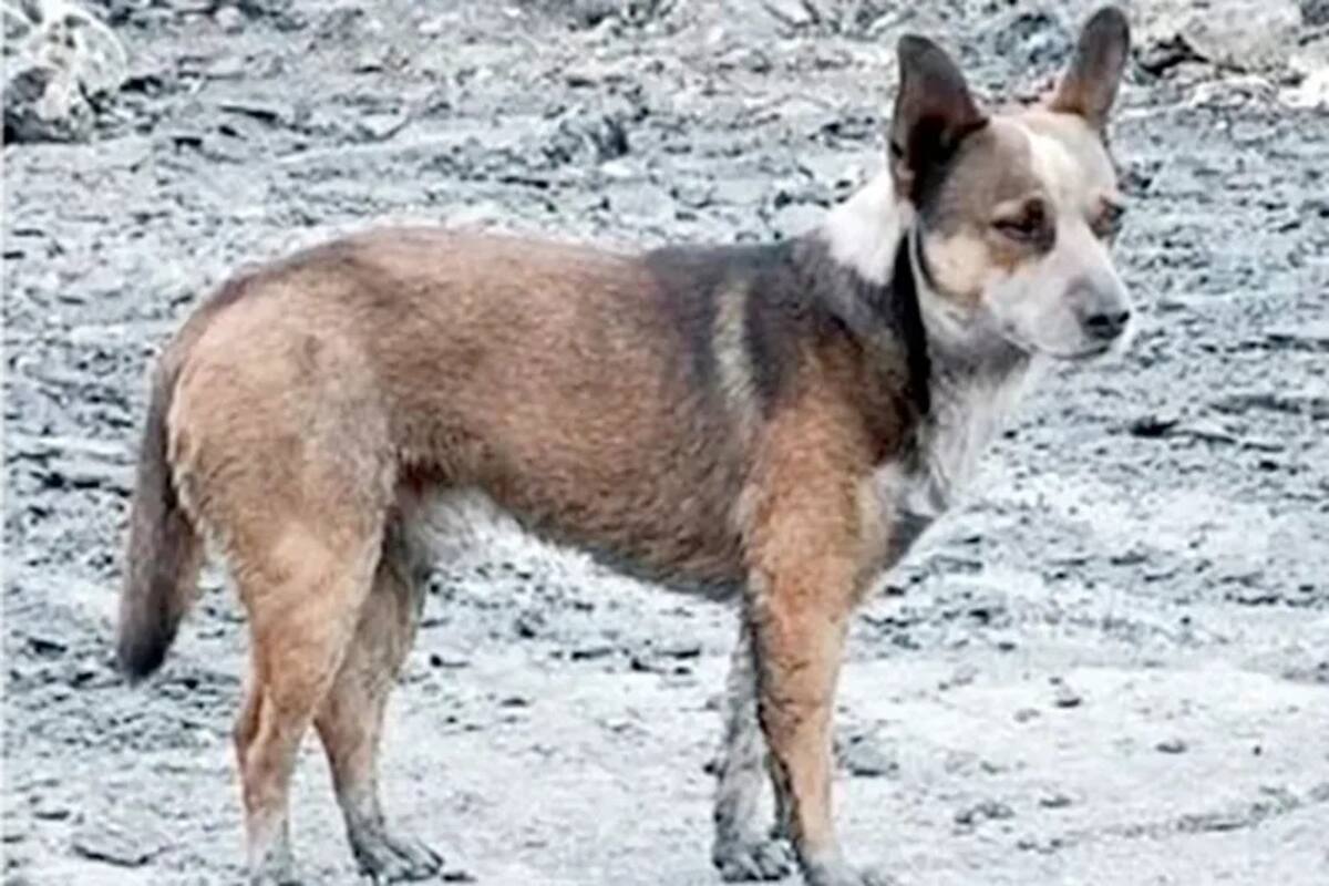 Emotivo hallazgo de “Junior”: un perrito atrapado entre cenizas en el incendio de San Nicolás