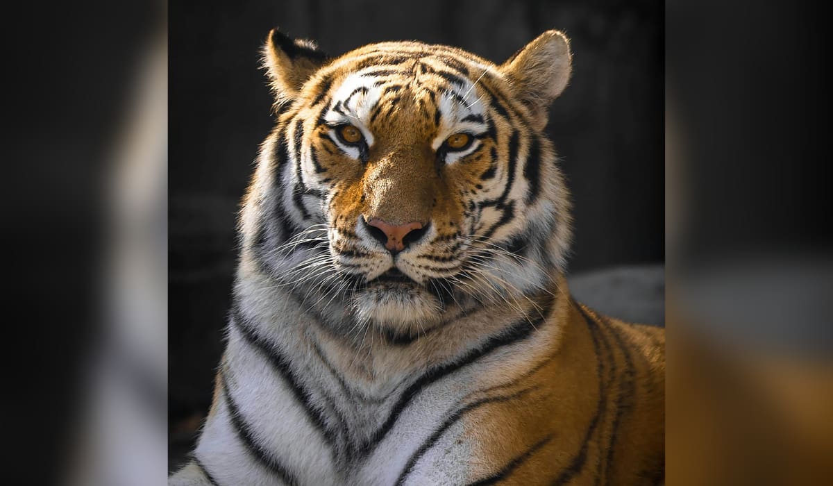 Los tigres tienen un sistema de seguridad incorporado en su pelaje y manchas: mira cómo es