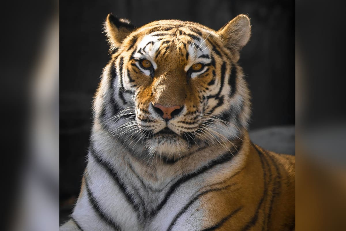 Los tigres tienen un sistema de seguridad incorporado en su pelaje y manchas: mira cómo es