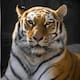Escapa tigre de centro de resguardo de Semarnat en Tepetlaoxtoc; autoridades mantienen operativo de búsqueda