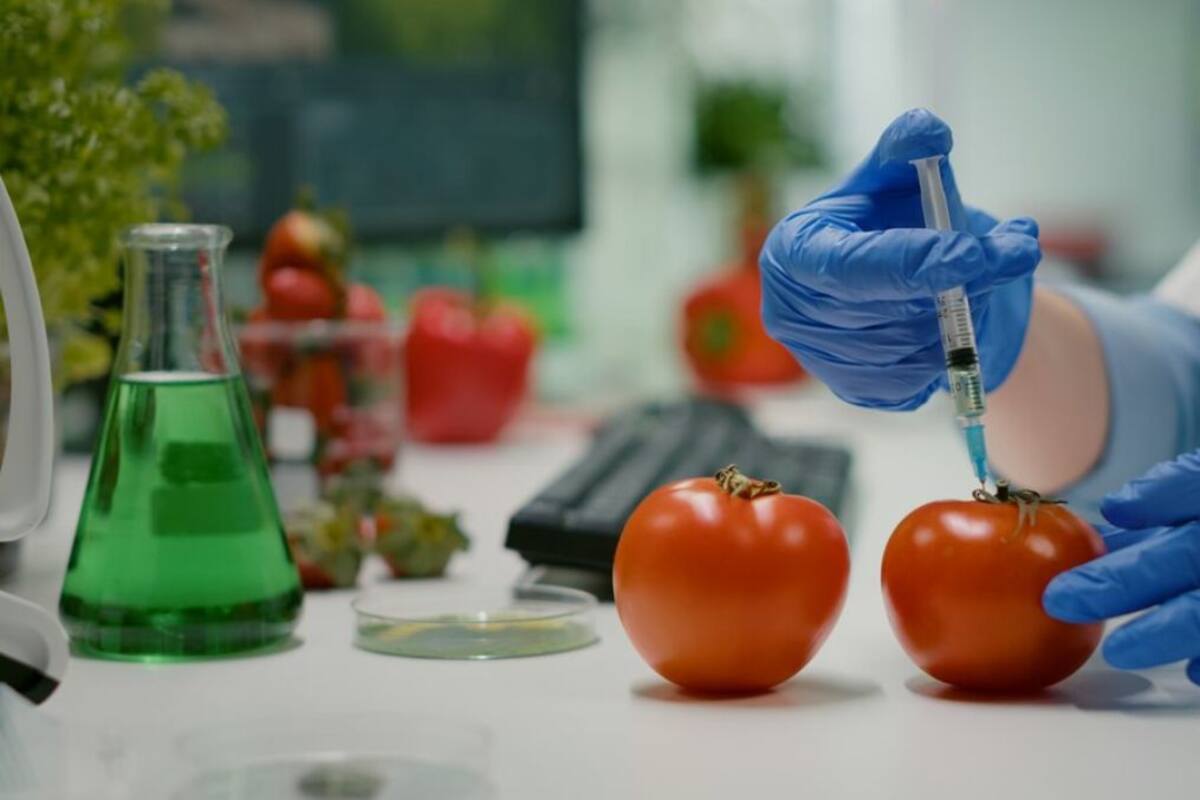 Desafiando la incertidumbre: los productos transgénicos y sus posibles impactos en la salud a largo plazo