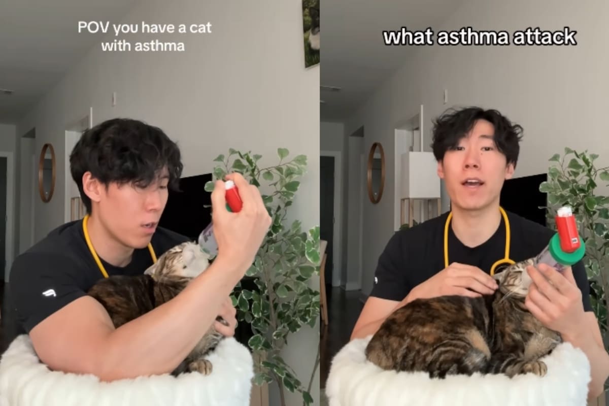 Joven en Instagram visibiliza el asma en gatos y muestra cómo la trata con su mascota