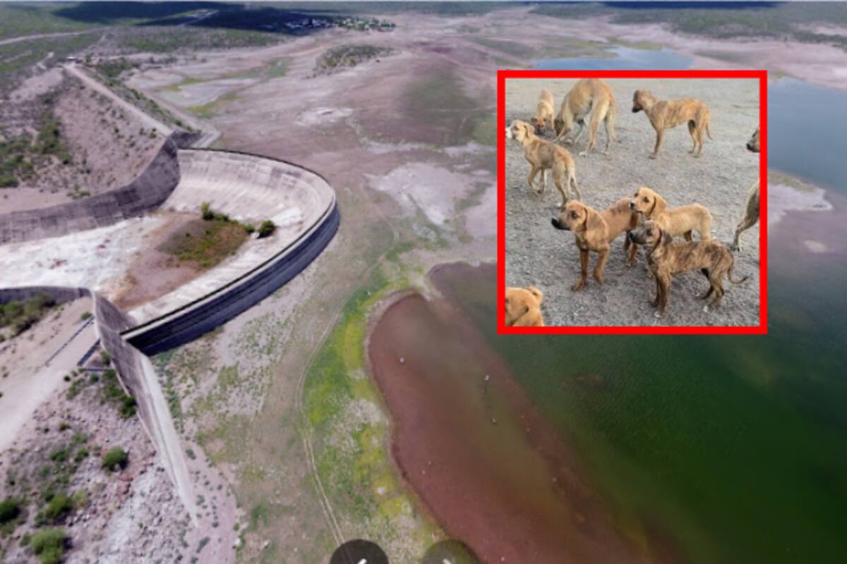 Piden llevar alimento a perros en los alrededores de la presa