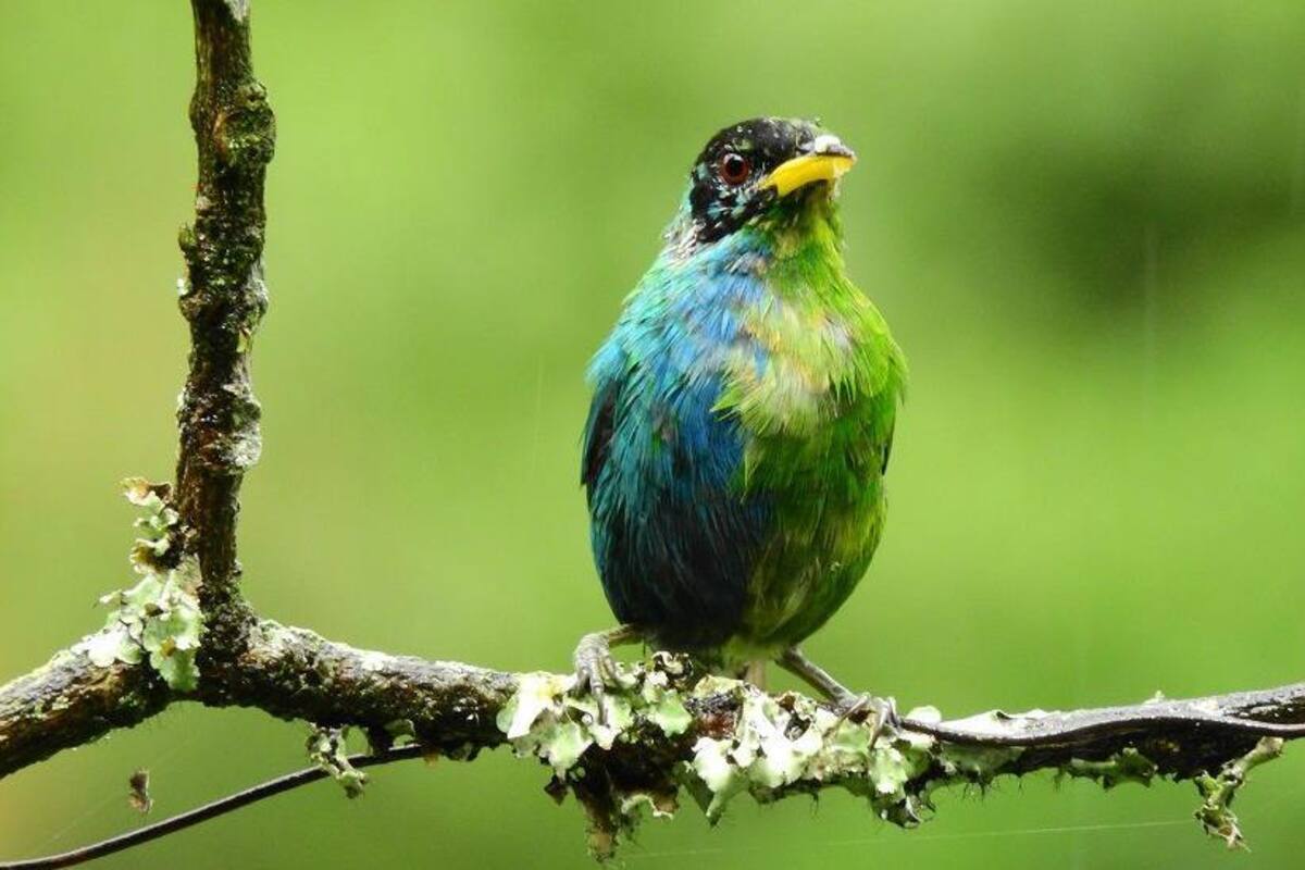 El extraño pájaro mitad macho mitad hembra hallado en Colombia