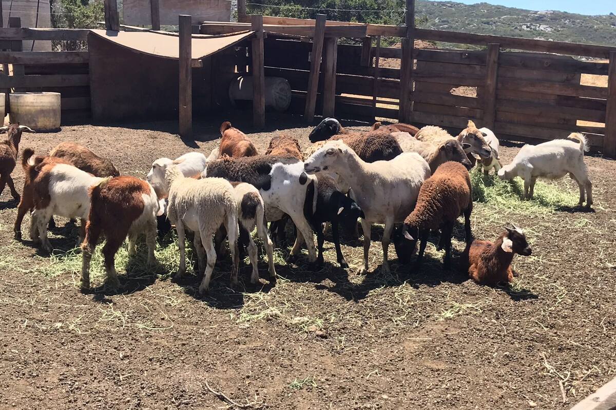 Liberan chivos y borregos del parque Morelos