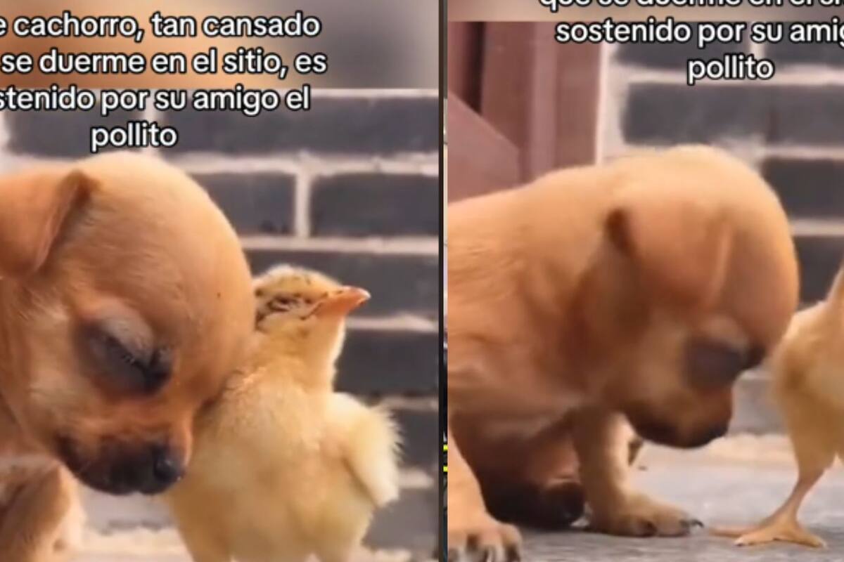 Cachorro se vuelve viral por dormir de pie y ser sostenido por un pollito