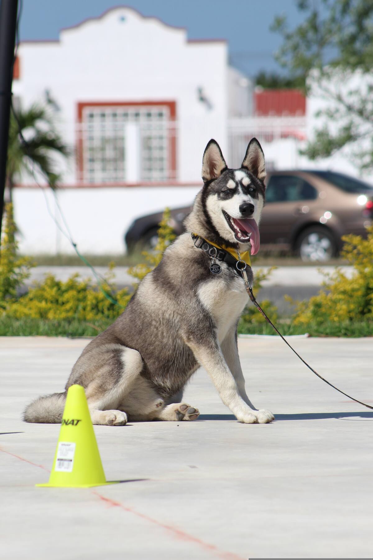 El pelaje de los perritos los ayuda a protegerse del sol.