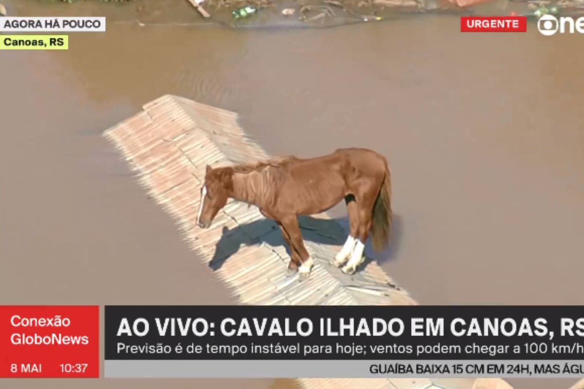 VIDEO: Caballo atrapado en techo en medio de inundaciones en Brasil.