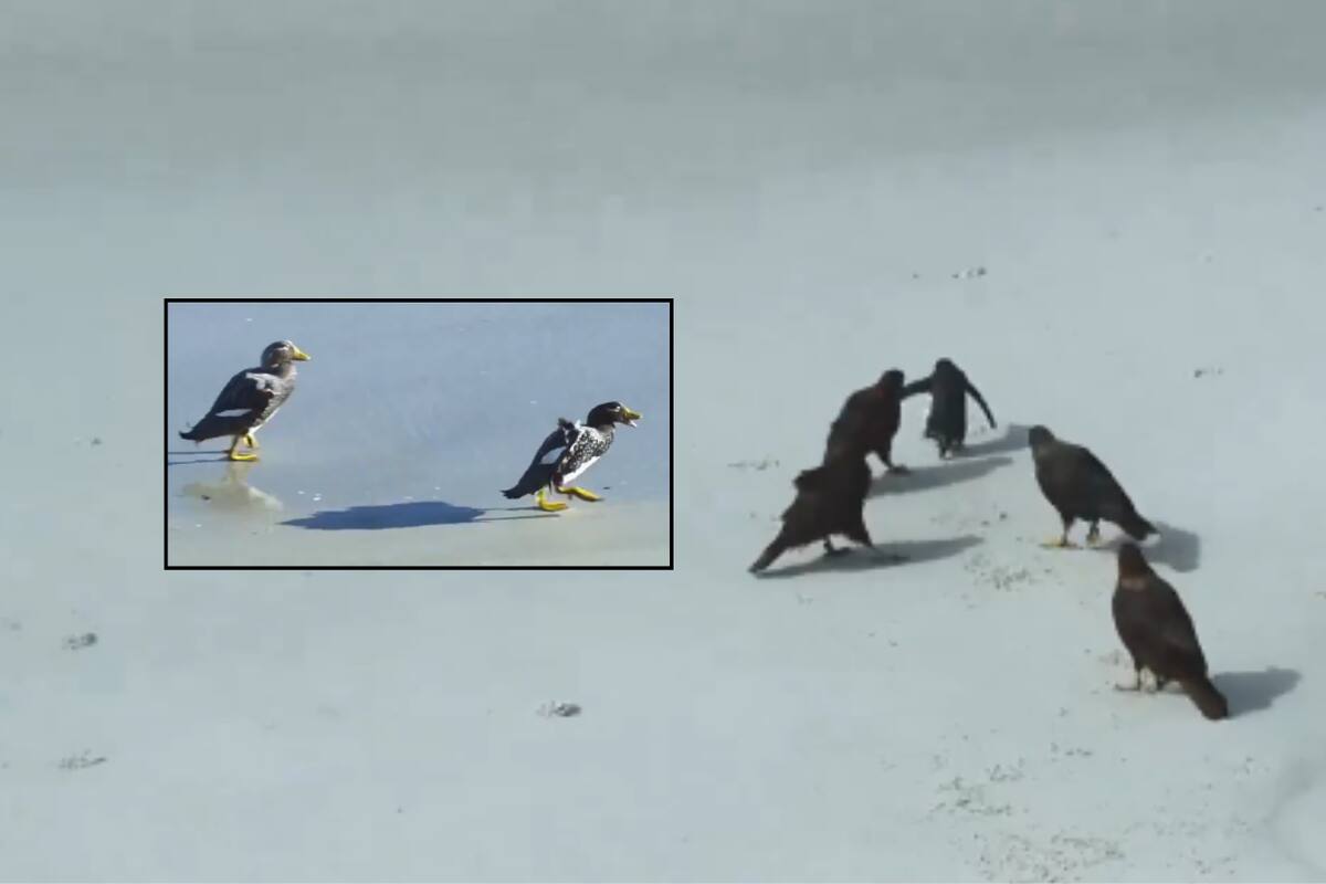 VIDEO: Patos salvan a pingüino de un ataque de águilas