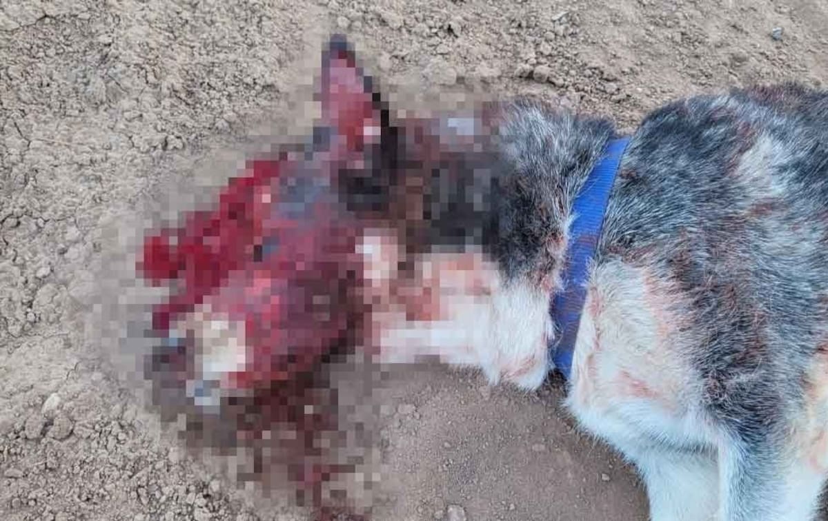 Hombre mata a perro a navajazos. Foto: Especial/Reforma