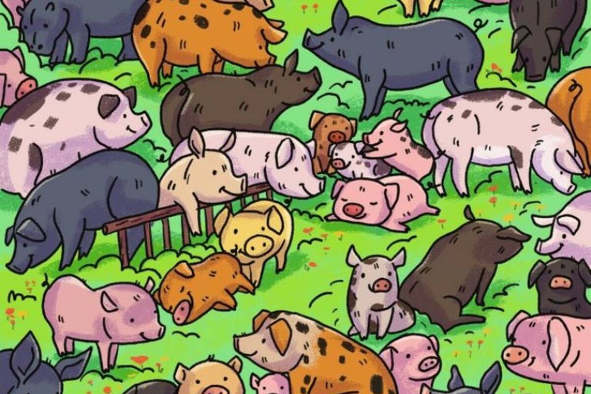 Reto Visual: Encuentra al hipopótamo escondido entre todos los cerditos