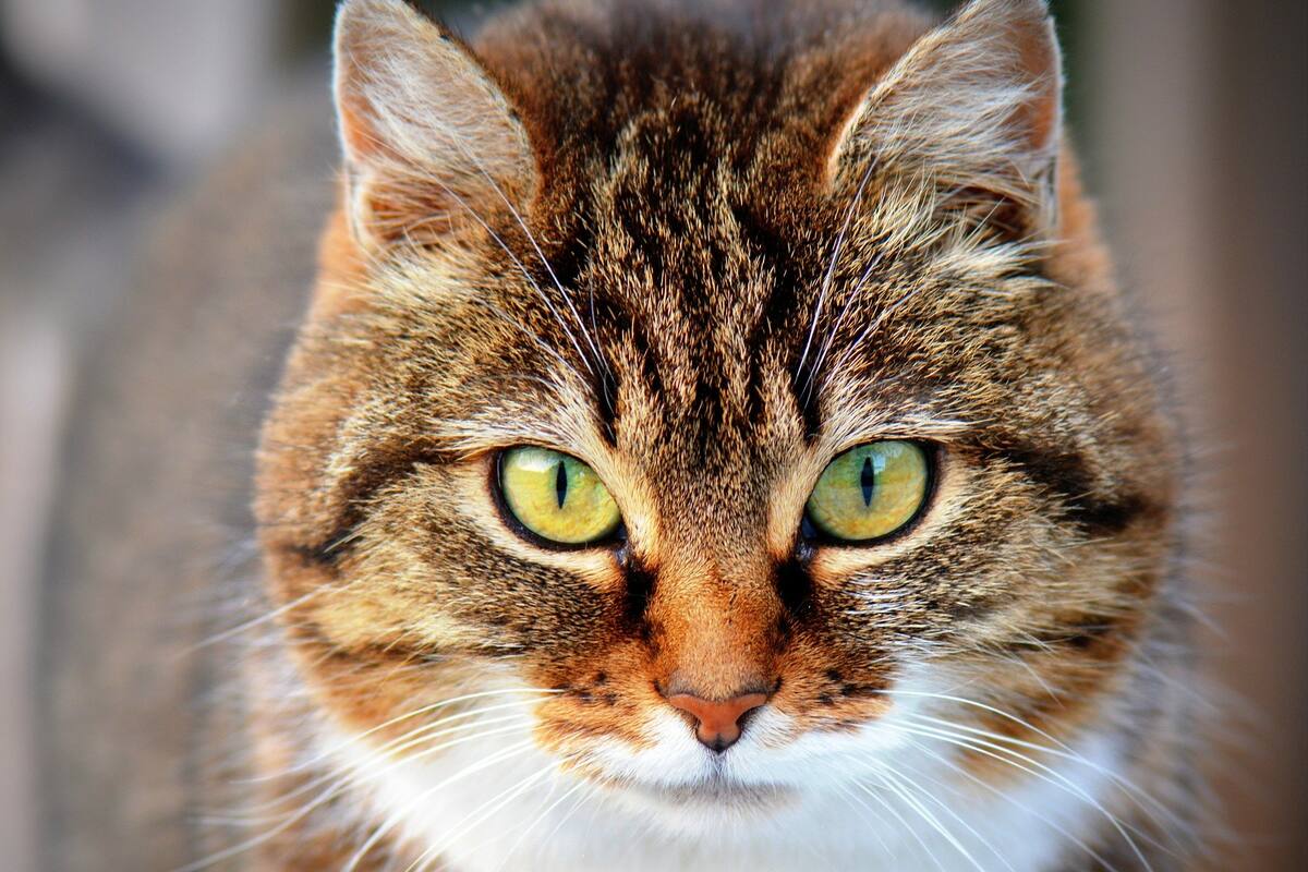 Los gatos son tan desleales como sospechabas: Estudio
