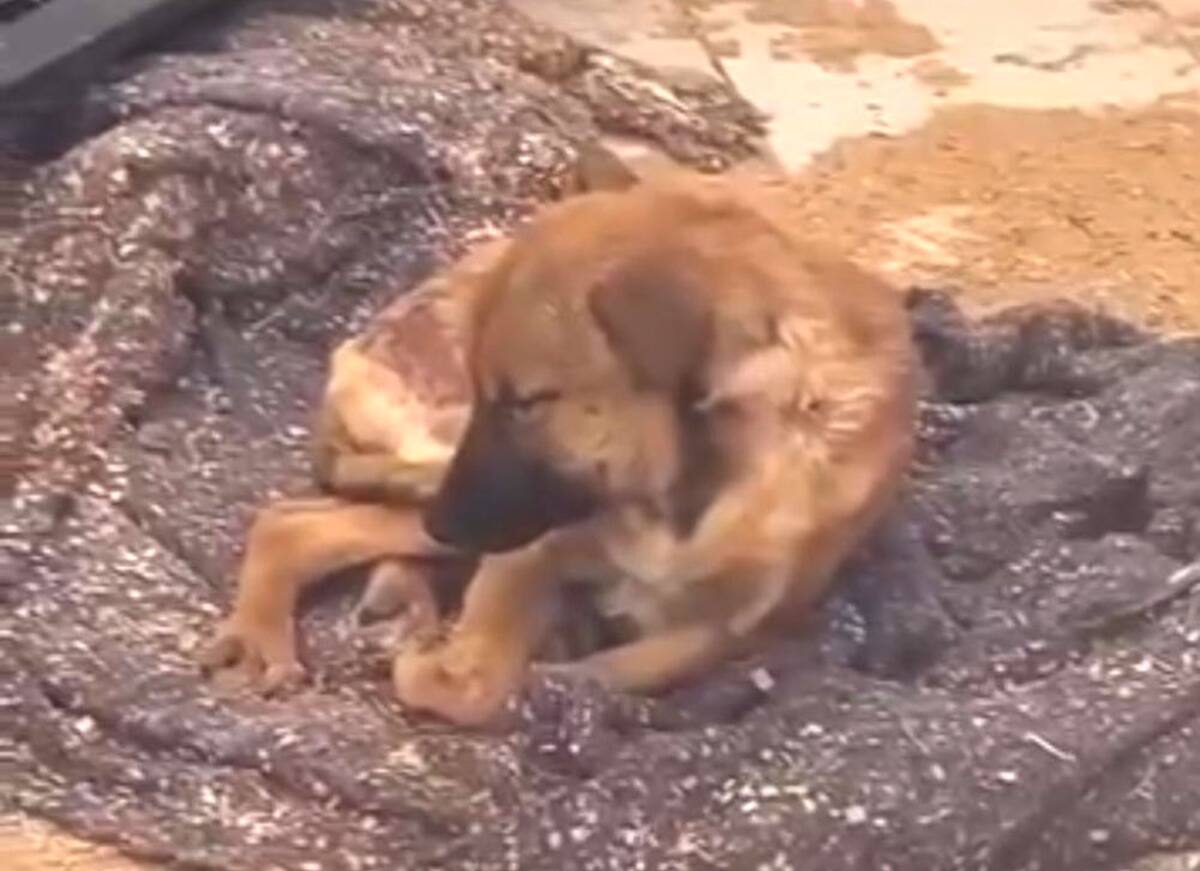 Se había denunciado el abandono y descuido en el que se encontraban los canes resguardados en la Perrera Municipal.
