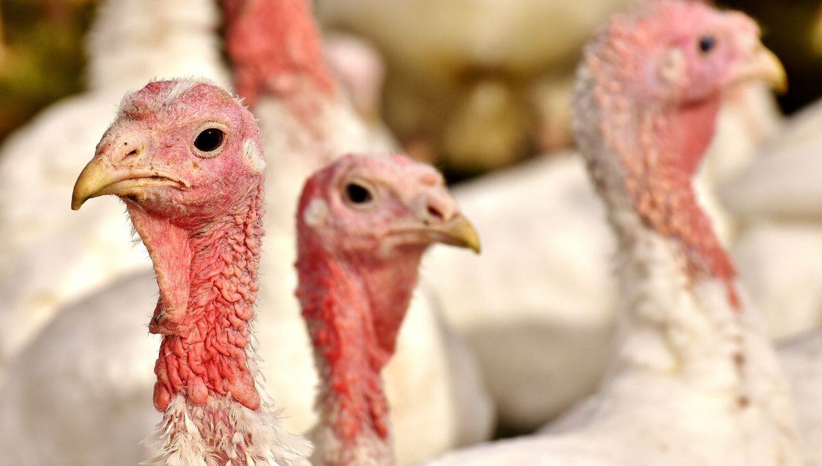 El consumo de pavo en México es bajo debido a su alto costo y la limitada producción local