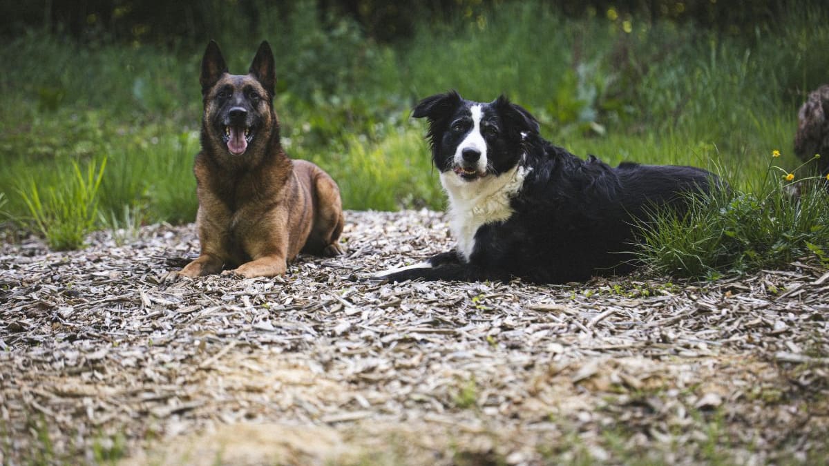 Científicos explican que en Chernóbil los perros que viven cerca de la planta nuclear tienen diferencias genéticas respecto a los de la ciudad y ahora los científicos investigan si la radiación influyó en su supervivencia