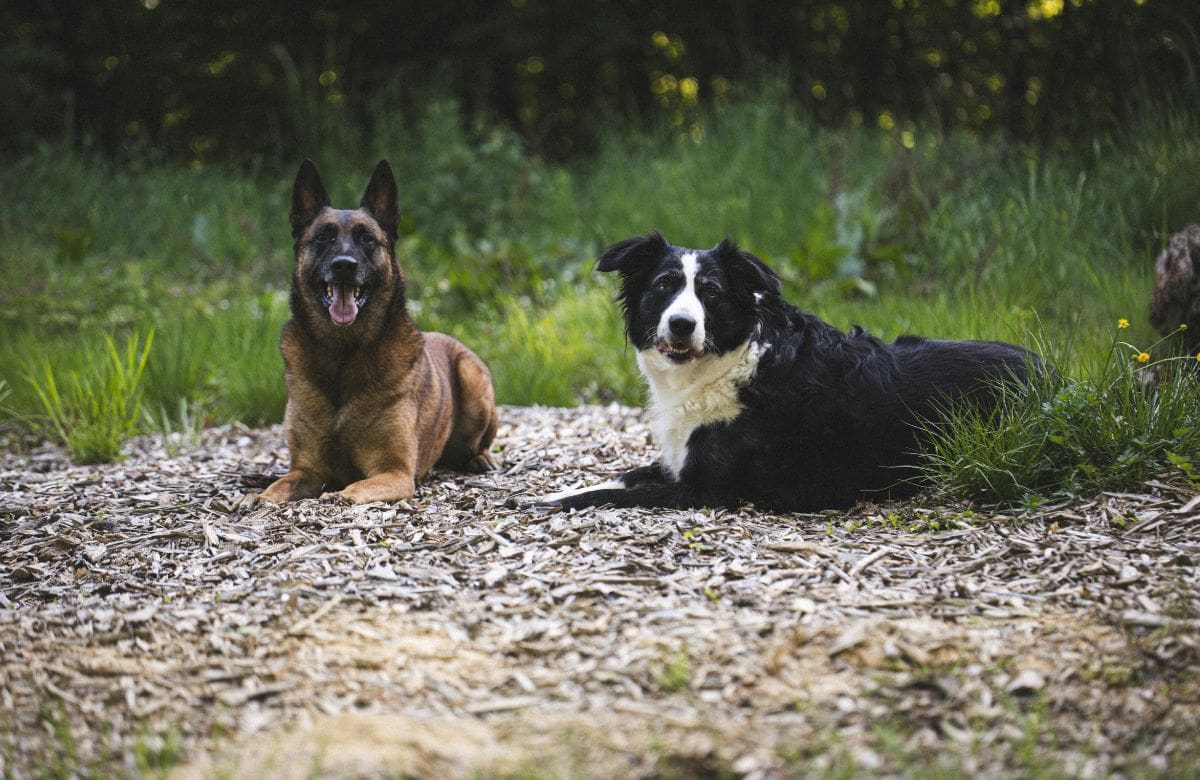 Cómo identificar señales de envejecimiento en perros y gatos no solo mejora su calidad de vida sino que permite prevenir enfermedades| Foto: Especial (canva)