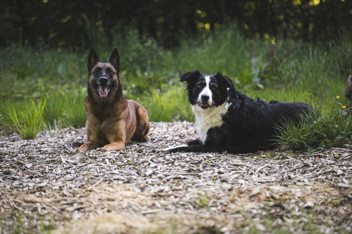 Científicos explican que en Chernóbil los perros que viven cerca de la planta nuclear tienen diferencias genéticas respecto a los de la ciudad y ahora los científicos investigan si la radiación influyó en su supervivencia