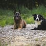 Científicos explican que en Chernóbil los perros que viven cerca de la planta nuclear tienen diferencias genéticas respecto a los de la ciudad y ahora los científicos investigan si la radiación influyó en su supervivencia