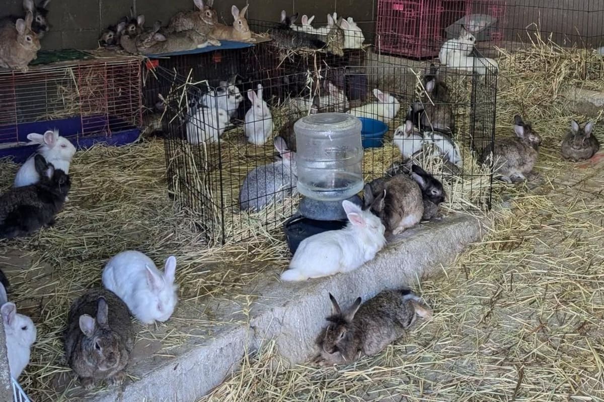 Brindan albergue a conejos
