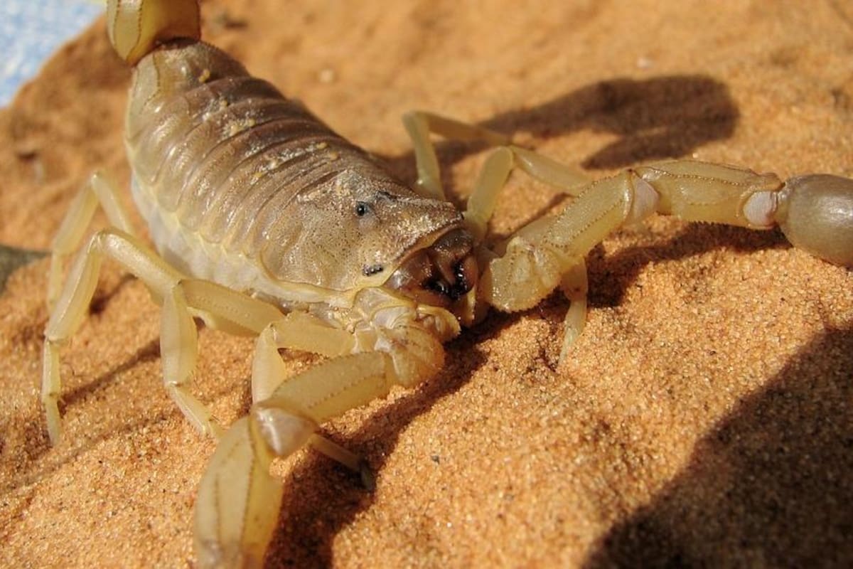 El escorpión peludo del desierto: el depredador fluorescente