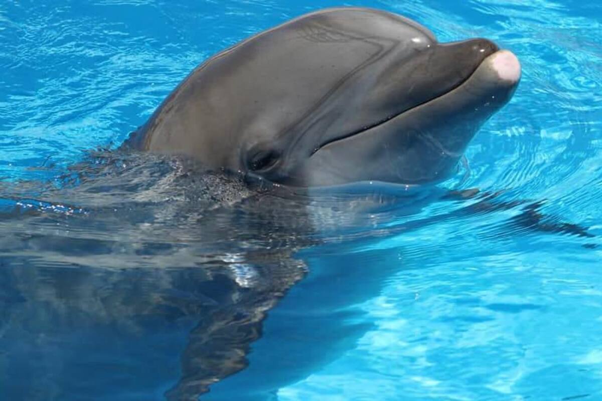 Tras dos años de ausencia, vuelven las terapias al Delfinario Sonora