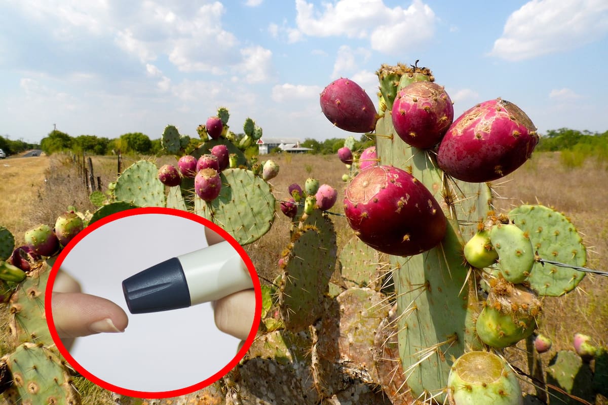 Esta fruta mexicana es ideal para diabéticos