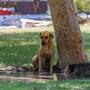 Denunciantes de caso de perros envenenados en SLRC acusan haber sido excluidas del proceso judicial