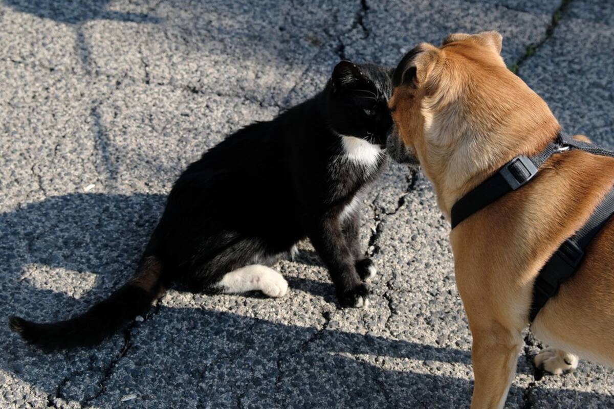 VIDEO: La tierna amistad de un perro y "su hermano gato" conmueve a la Red