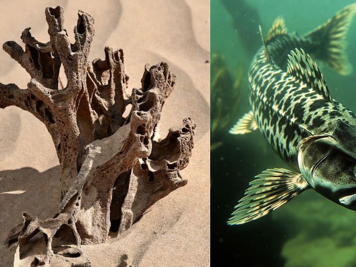 Un vómito fosilizado de hace 66 millones de años revela cómo se alimentaban los depredadores marinos del Cretácico