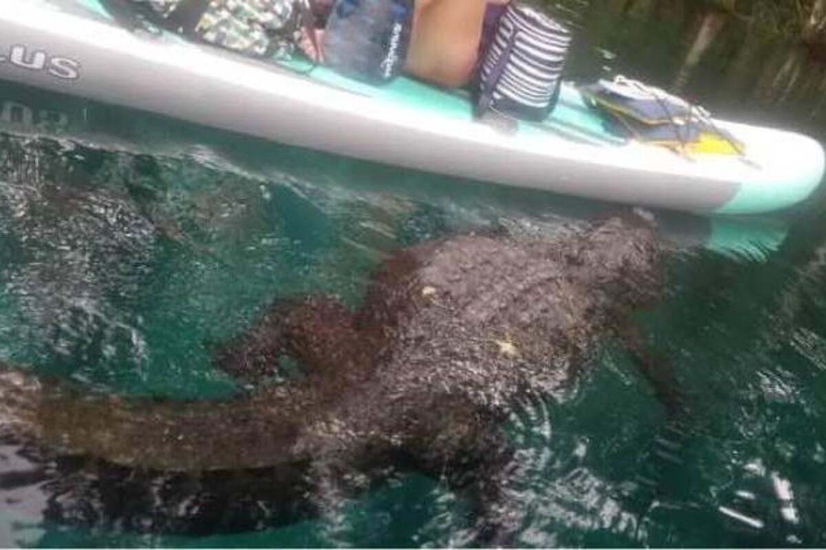 Joven se defiende de un aligátor, empujándolo con un remo