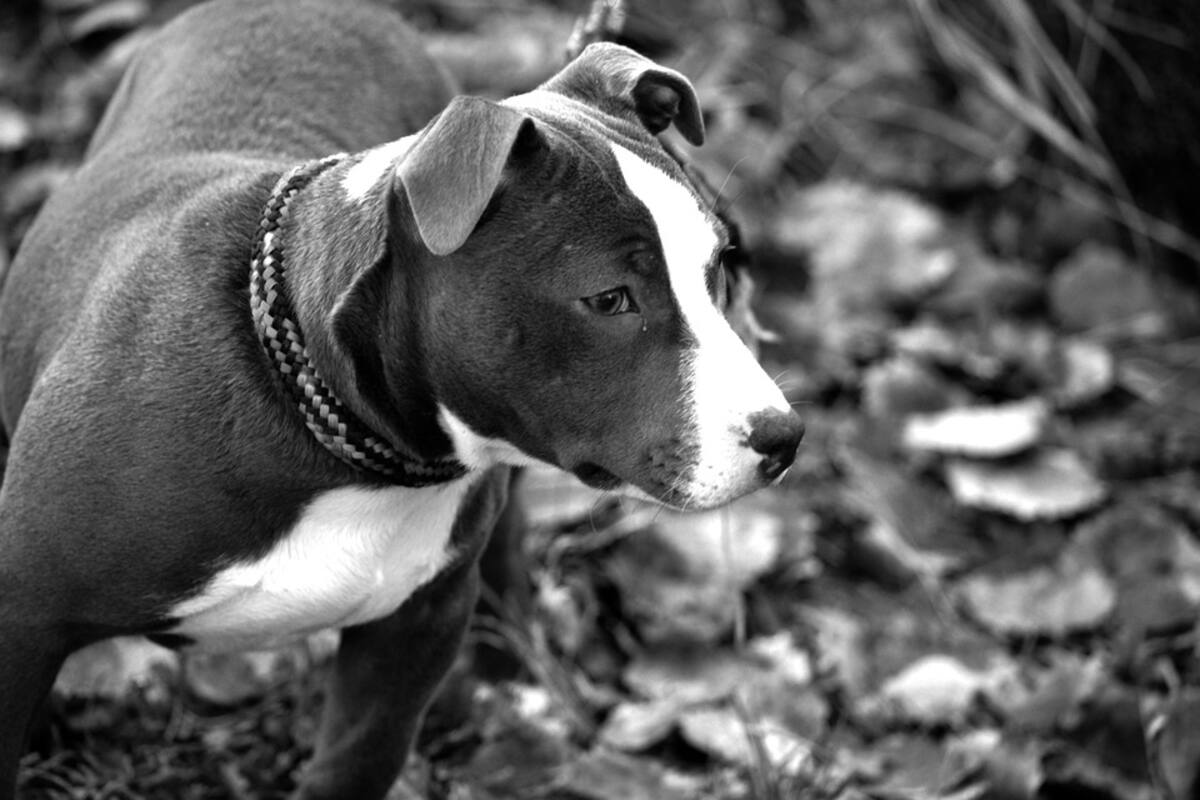 VIDEO: Por torturar a pitbull en CDMX buscan a "El Orejas"