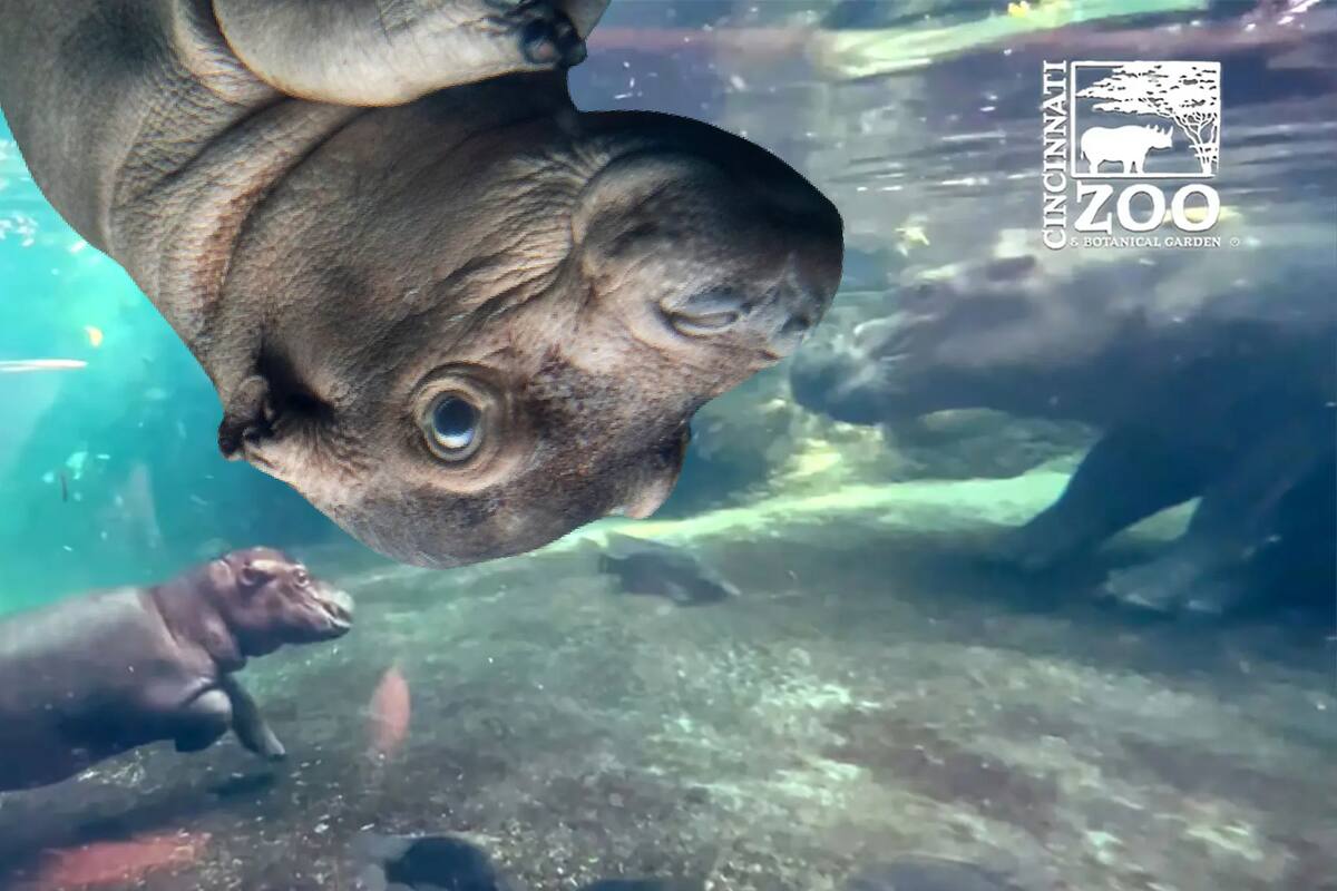 VIDEO: ¡Qué ternura! Hipopótamo bebé conoce a su hermana mayor en zoológico de Cincinnati