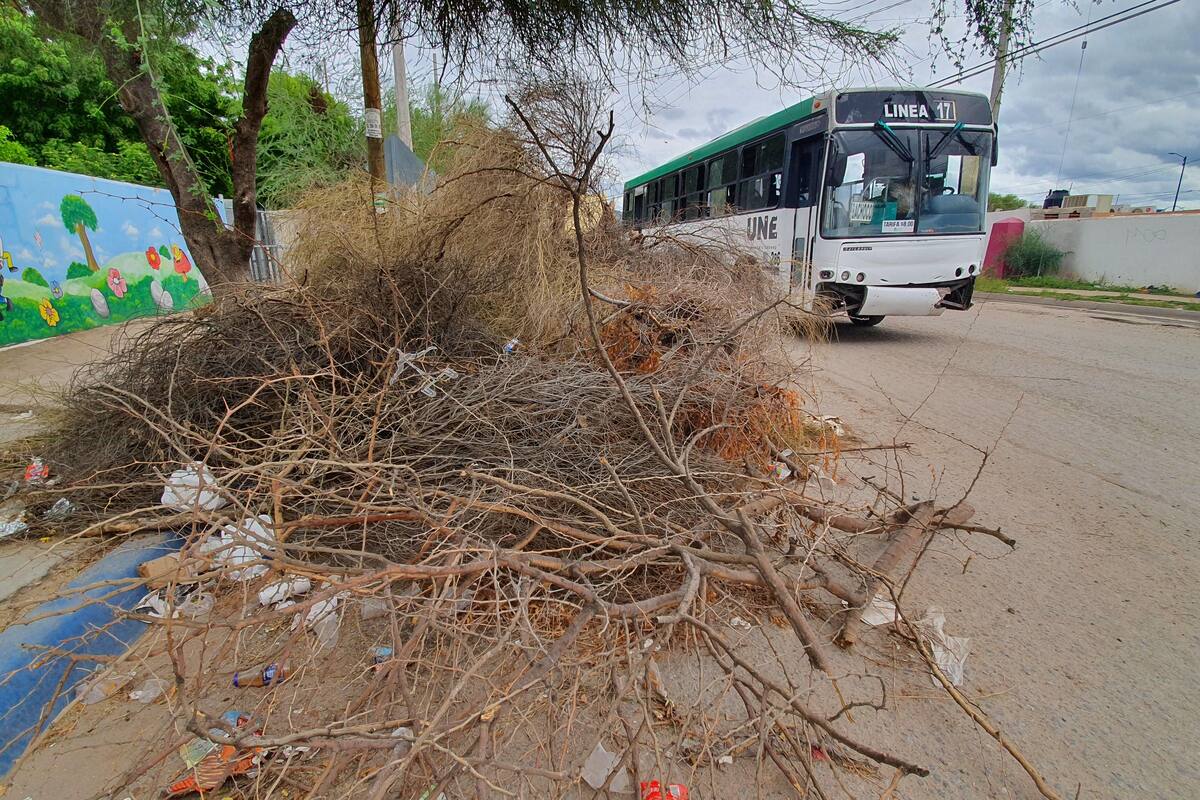 Restos de árbol obstruyen banqueta frente a kínder