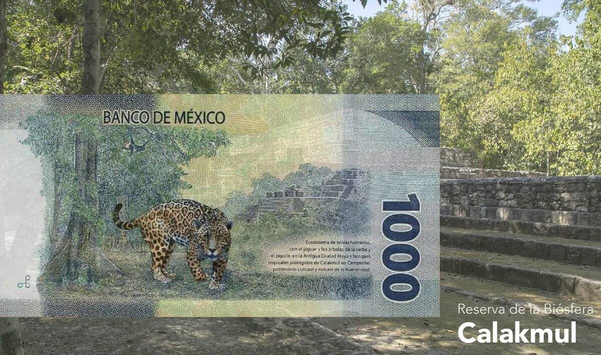 Un jaguar es el protagonista del billete de Mil pesos donde destaca el paisaje de Calakmul.