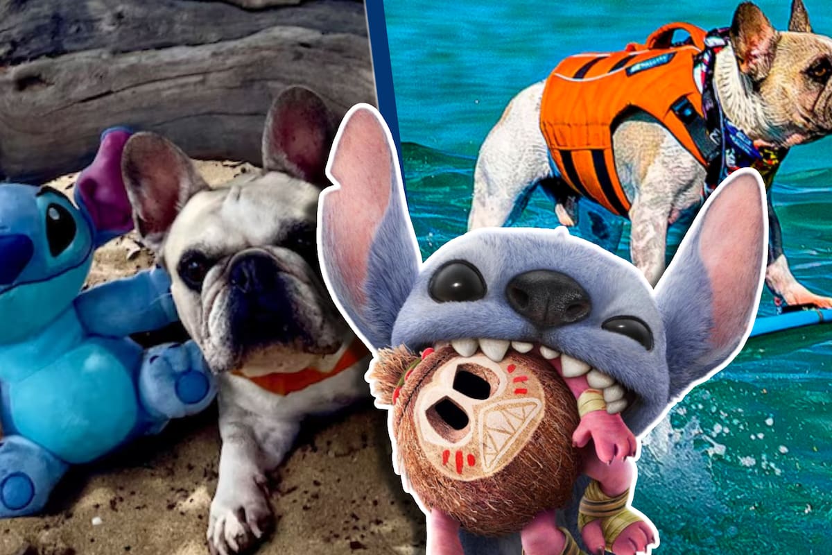 Dale, el bulldog surfista, debuta en el live action de ‘Lilo y Stitch’