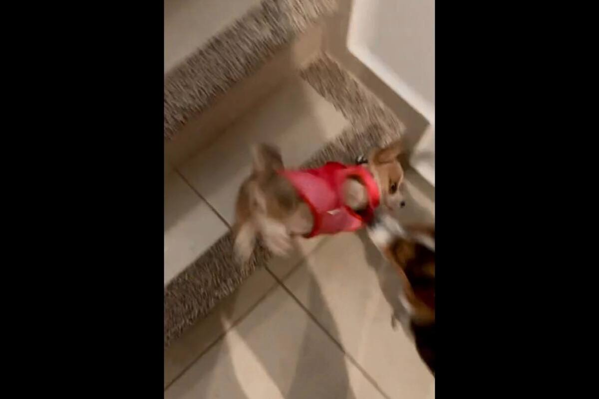 VIDEO TIKTOK: Perrita enseña a su cachorro a bajar escaleras pero este sufre accidente