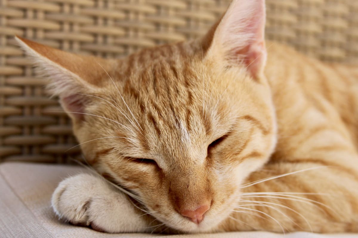 6 consejos para tomar una siesta efectiva, según expertos