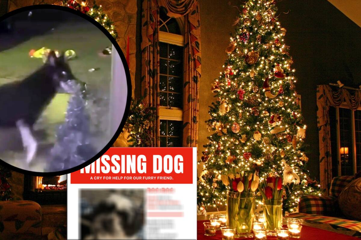 VIDEO: Perrita perdida regresa a casa y toca el timbre la mañana de Navidad