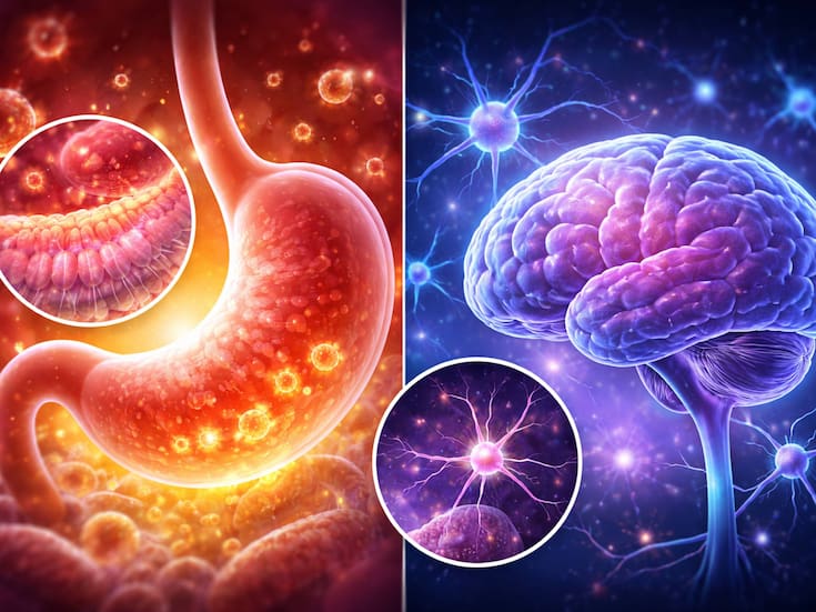 La sorprendente razón por la que tu estómago se regenera más rápido que tu cerebro