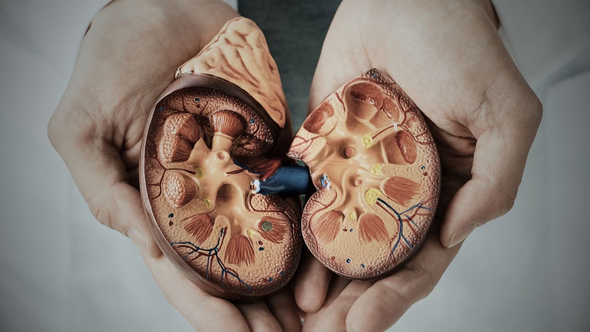 Cada vez son más personas las que sufren una enfermedad renal crónica, llegando al punto de convertirse en una de las principales causas de muerte a nivel mundial