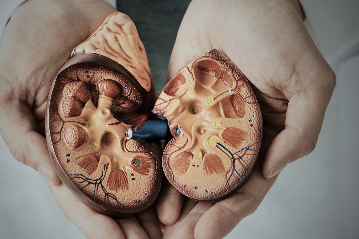 Cada vez son más personas las que sufren una enfermedad renal crónica, llegando al punto de convertirse en una de las principales causas de muerte a nivel mundial