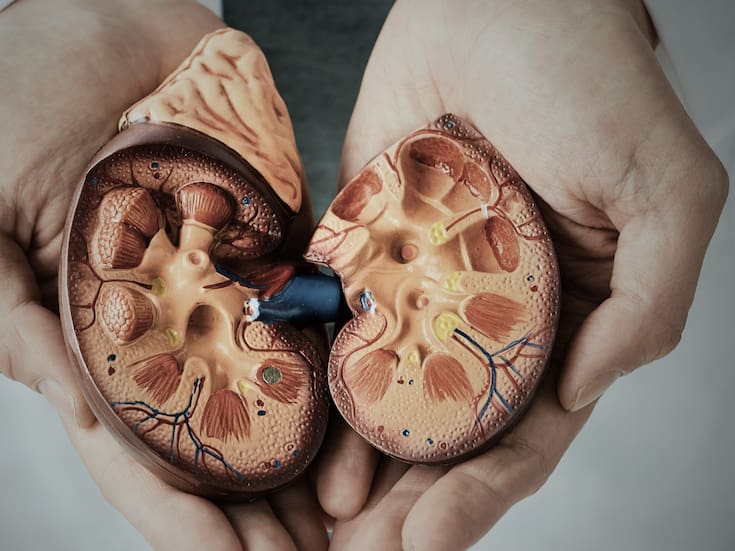 Cada vez son más personas las que sufren una enfermedad renal crónica, llegando al punto de convertirse en una de las principales causas de muerte a nivel mundial