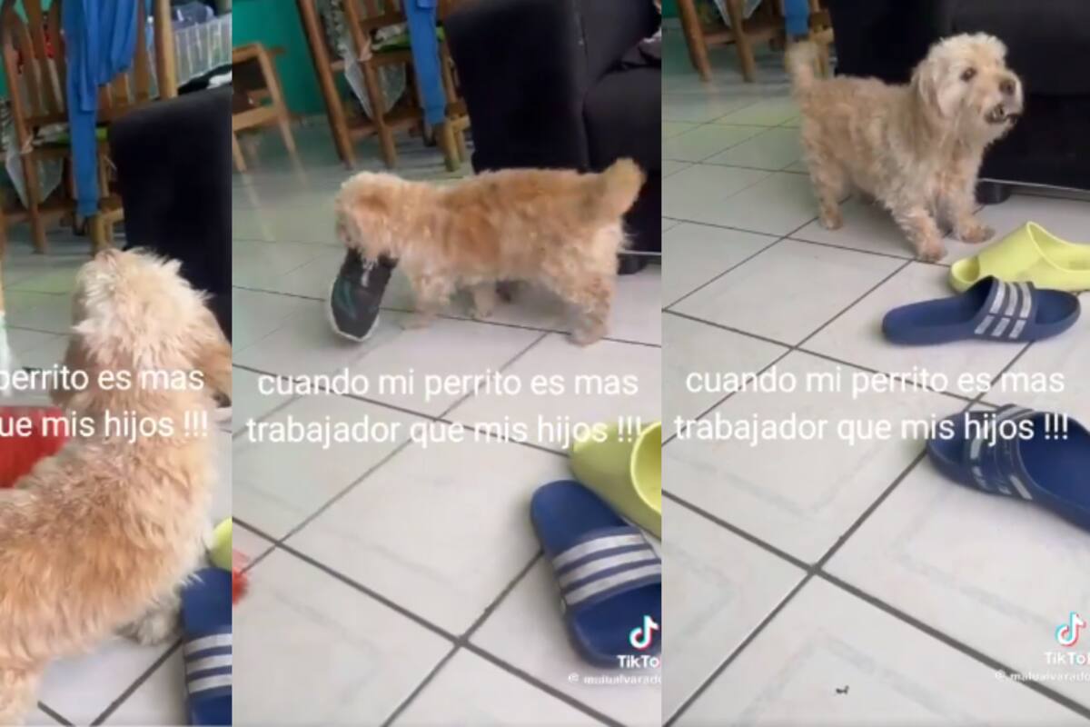 VIDEO: perrito conquista las redes sociales al ayudar a limpiar en su casa